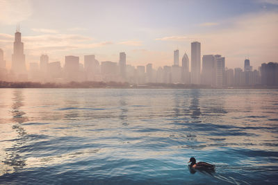 Duck swimming in sea by buildings against sky in city