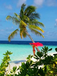 Coconut palm tree by sea against sky