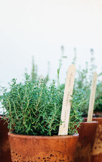 Close-up of potted plants on field against sky