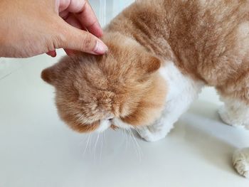 A hand is touching an exotic shorthair cat. pet and animal.