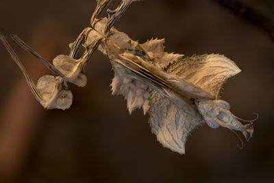 Close-up of wilted on dry leaf