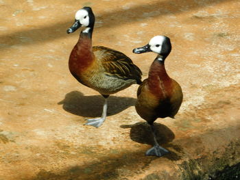 High angle view of ducks in lake