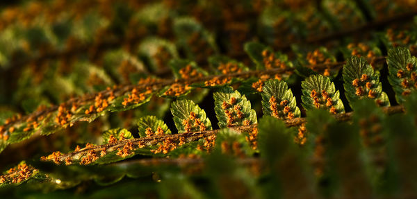 Close-up of moss on branch