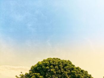 Low angle view of tree against sky