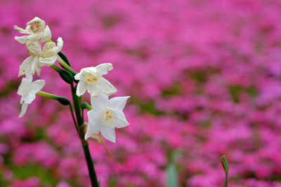 Close-up of white flowers blooming outdoors