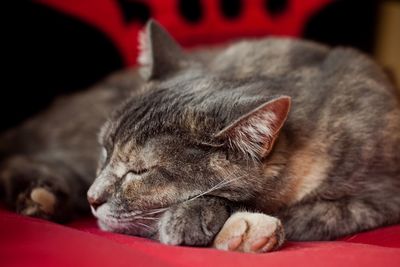 Close-up of cat sleeping