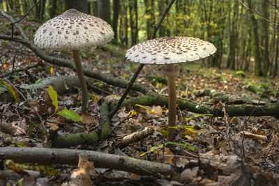 Close-up of mushroom growing on field