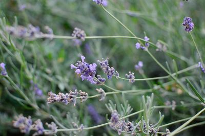 Close-up of purple flowering plants