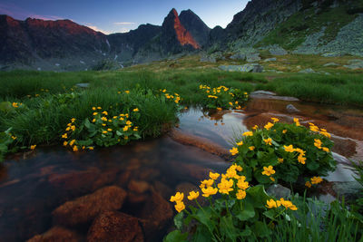 Yellow flowers growing in lake