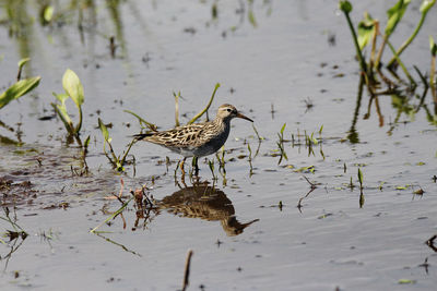 High angle view of bird on lake