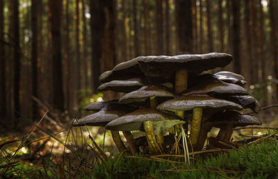 Close-up of mushrooms growing on tree trunk in forest