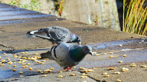 Close-up of duck