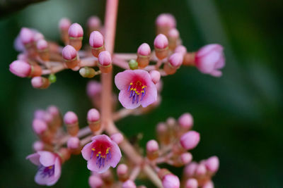 Close-up of pink flowering plant