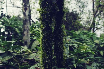 Close-up of tree trunk in forest