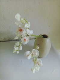 Close-up of white flowers