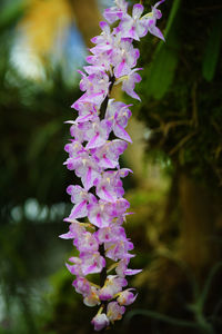 Close-up of purple flowering plant
