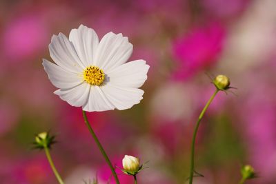 Close-up of cosmos flower blooming outdoors