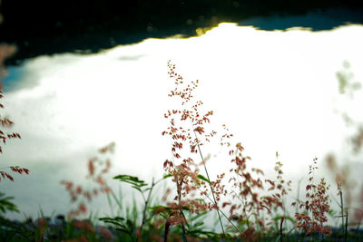 Close-up of flowering plants on field against sky