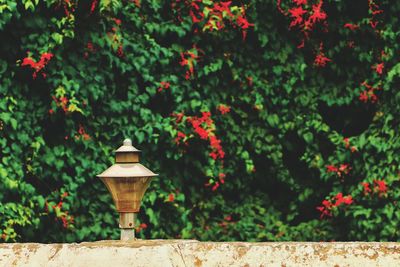 Red flowers in garden