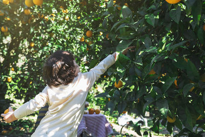 The boy reaches for a branch with bright oranges.