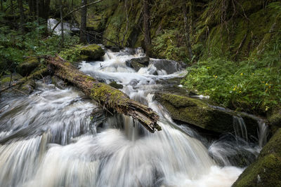 Waterfall in a small creek flowing through a nordic forest.