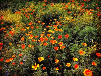 Close-up of flowers blooming in field