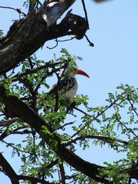 Low angle view of bird perching on tree against sky