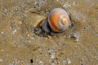 Close-up of crab on sand