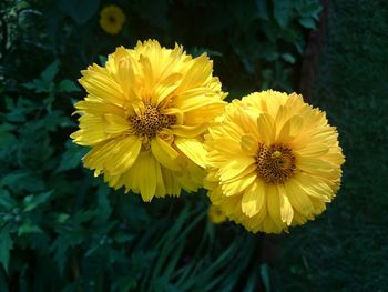 Close-up of yellow flower