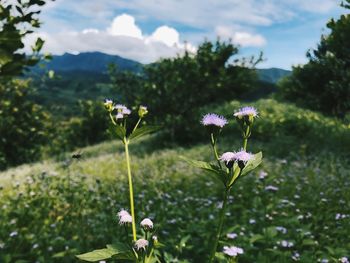 Close-up of flowering plants on field