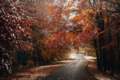 Road with snow amidst trees during autumn