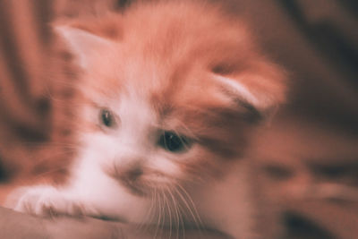 Close-up portrait of a cat