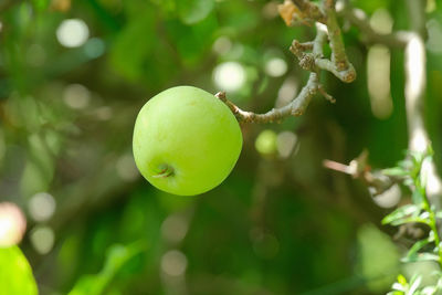 Close-up of apple on tree