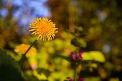 Close-up of yellow flowering plant