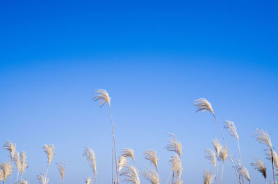 Low angle view of stalks against clear blue sky