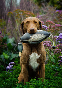Portrait of chesapeake bay retriever carrying toy in mouth