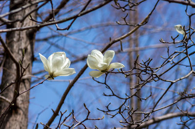 Close-up of white flowering tree against sky