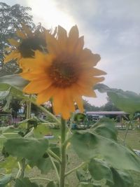 Close-up of sunflower against sky