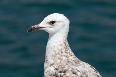 Close-up of duck