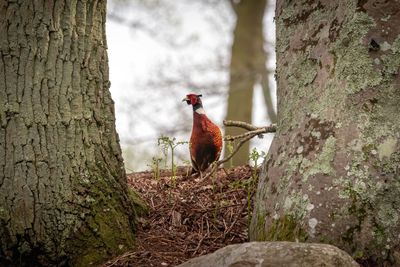 Close-up of bird perching on tree trunk