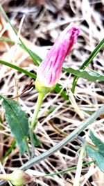 Close-up of purple crocus flowers on field