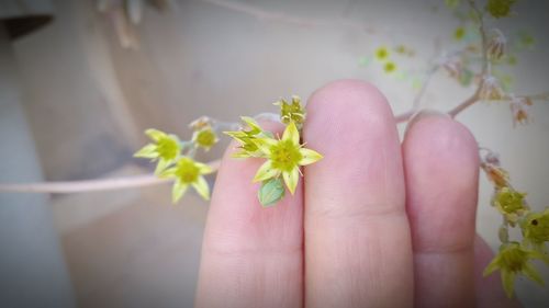 Close-up of hand holding flowers