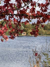 Trees by lake during autumn