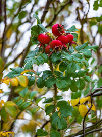 Close-up of red flowers growing on branch