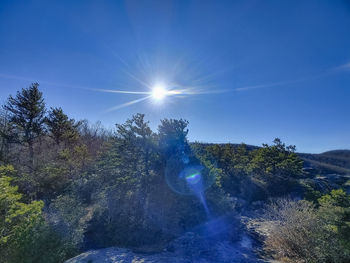 Sunlight streaming through trees against blue sky on sunny day