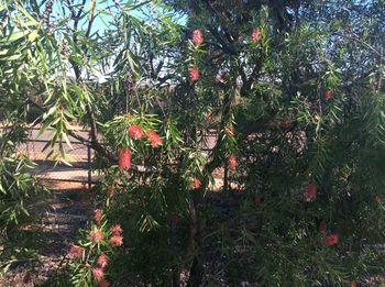 Trees and plants growing outdoors