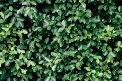 Full frame shot of plants