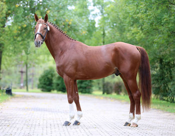 Horse standing in a farm