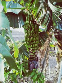 Bunch of bananas ripped on tree