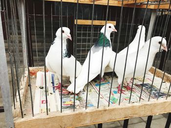 Birds in cage at zoo